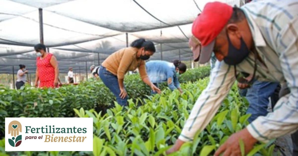 apoyo-bienestar-2024-pension-becas-madres-solteras