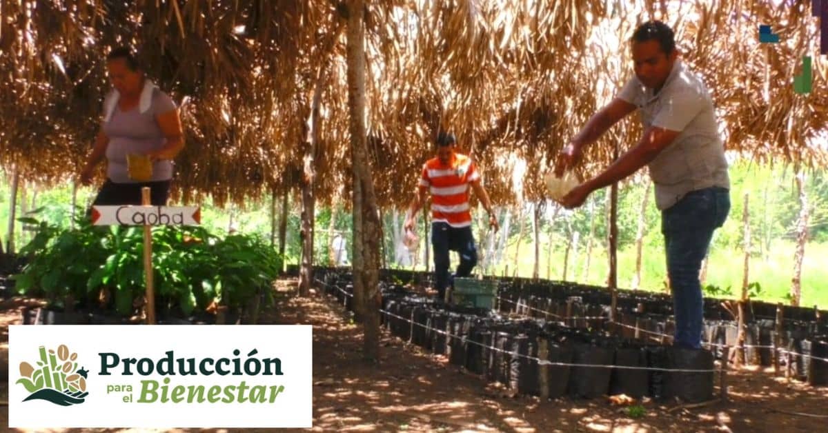 apoyo-bienestar-2024-pension-becas-madres-solteras