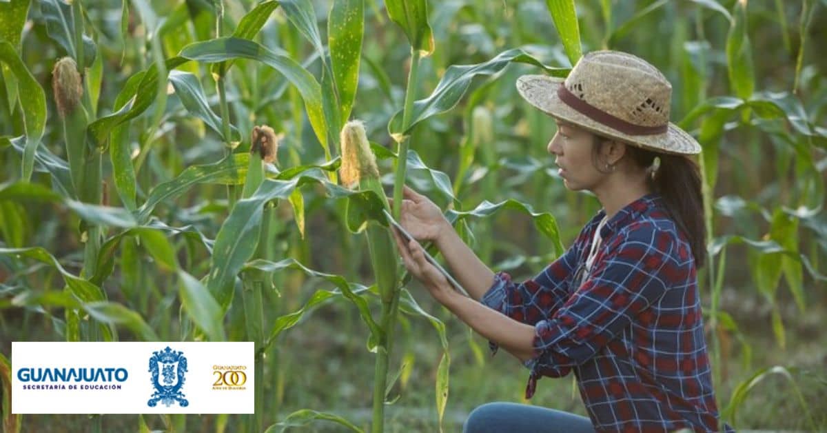 apoyo-guanajuato-para-productores-de-maiz