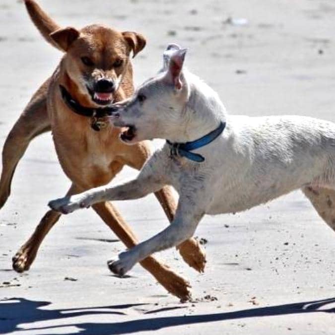 Qué-hacer-perro-muerde-mata-mascota