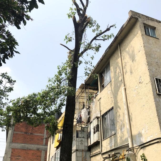 multa-cortar-derribar-arbol-sin-permiso-cdmx