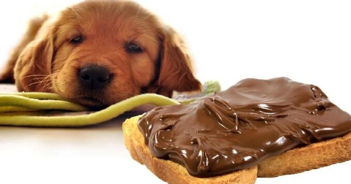 Alimentos -productos-tóxicos-prohibidos-para-tus-mascotas-5