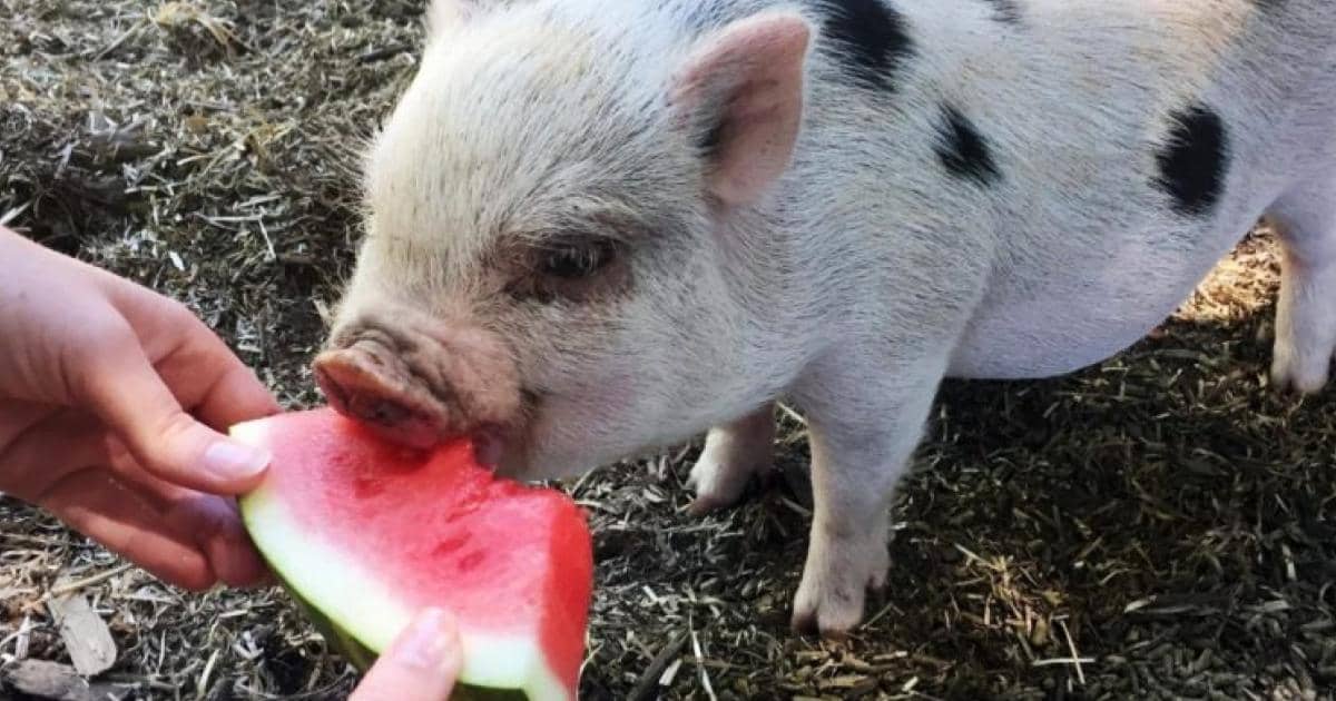 Alimentación-mini-pigs