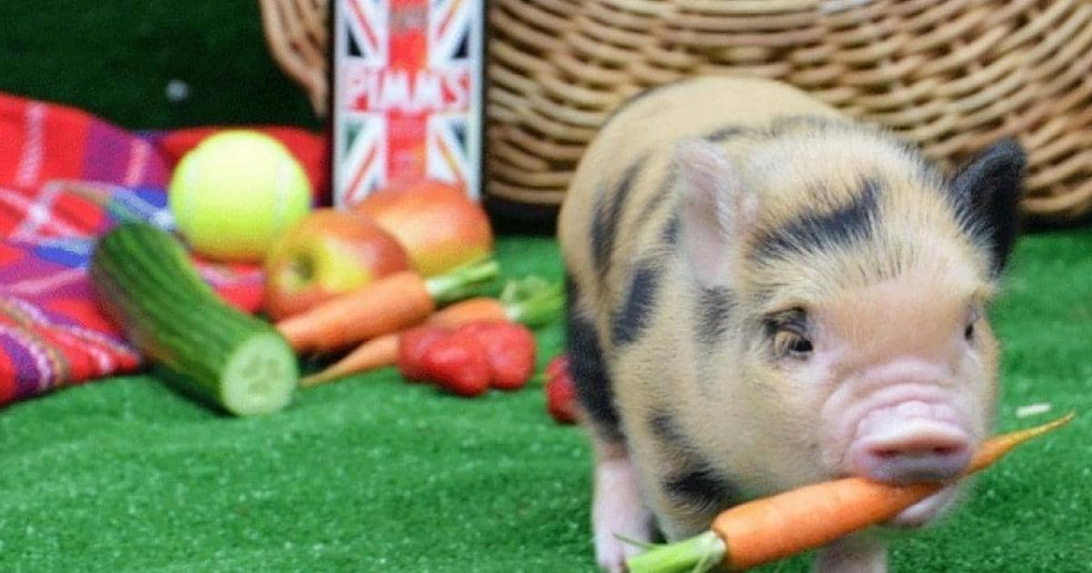 Mini-pigs-que-debes-de-saber-antes-de-tener-uno-2