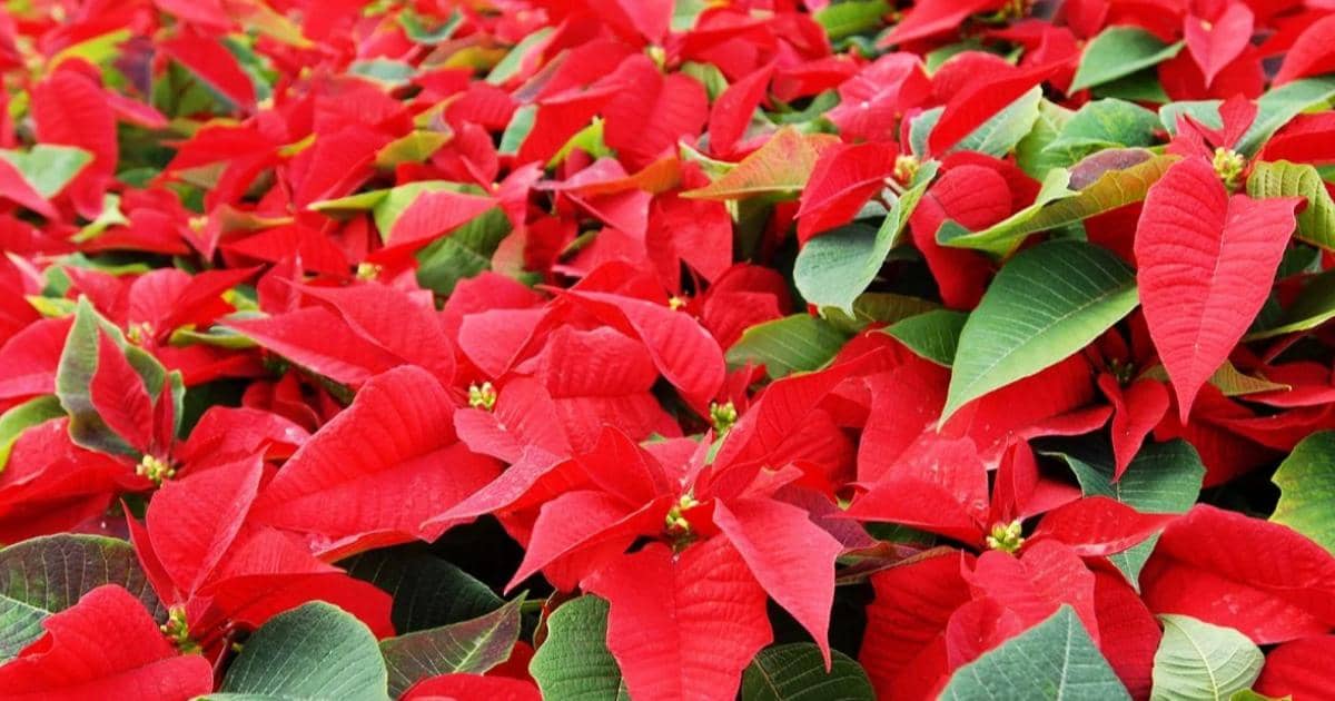 Plantas-flores-toxicas-México-Flor-de-Nochebuena