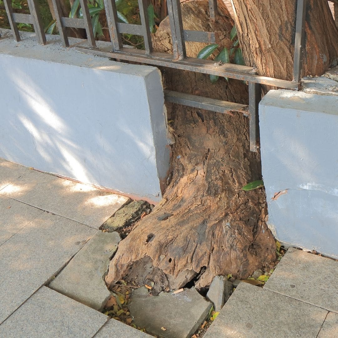 Qué hacer cuando el árbol o plantas de tu vecino están dañando tu casa 4