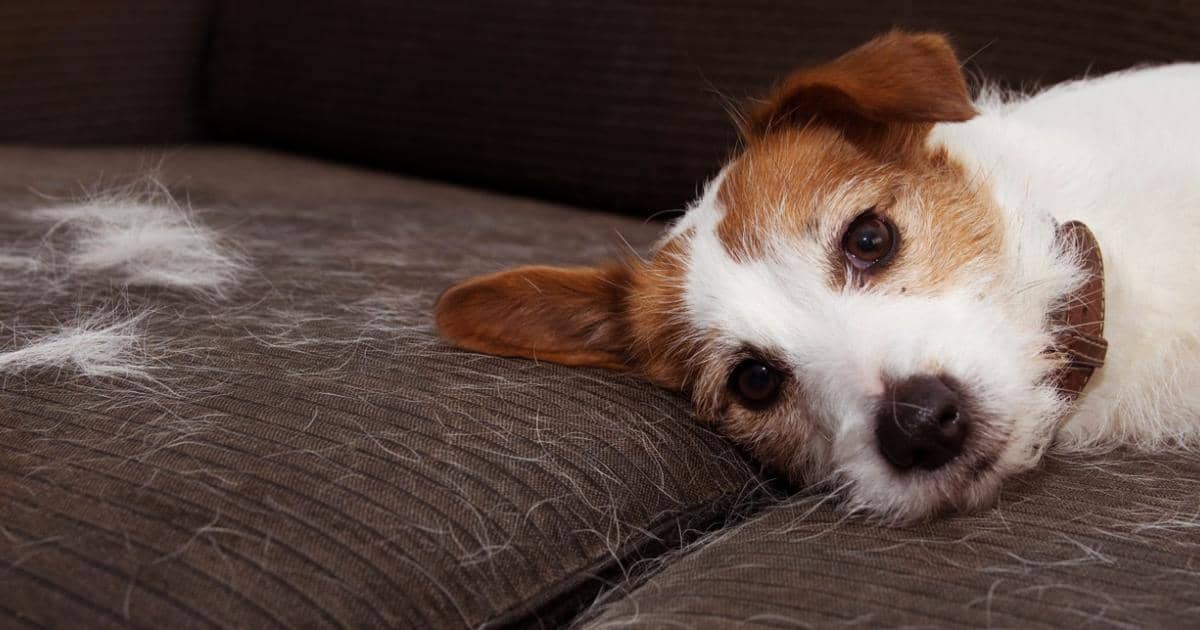 Cómo-quitar-pelos-de-gato-y-de-perro-de-la-ropa-3