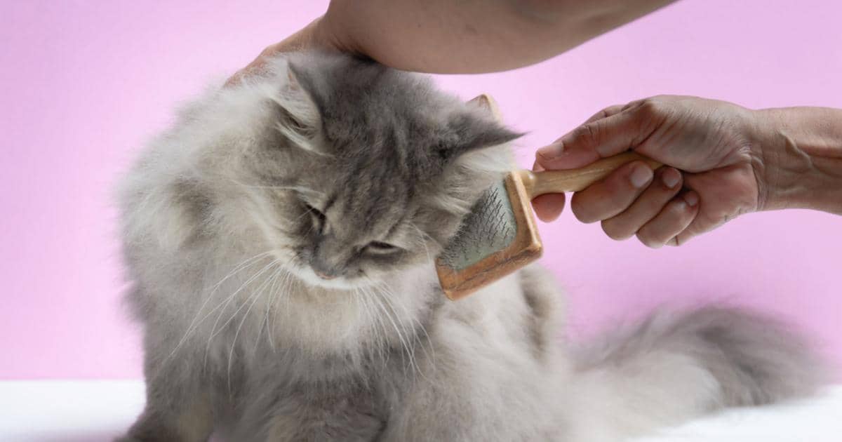 Cómo-quitar-pelos-de-gato-y-de-perro-de-la-ropa-4