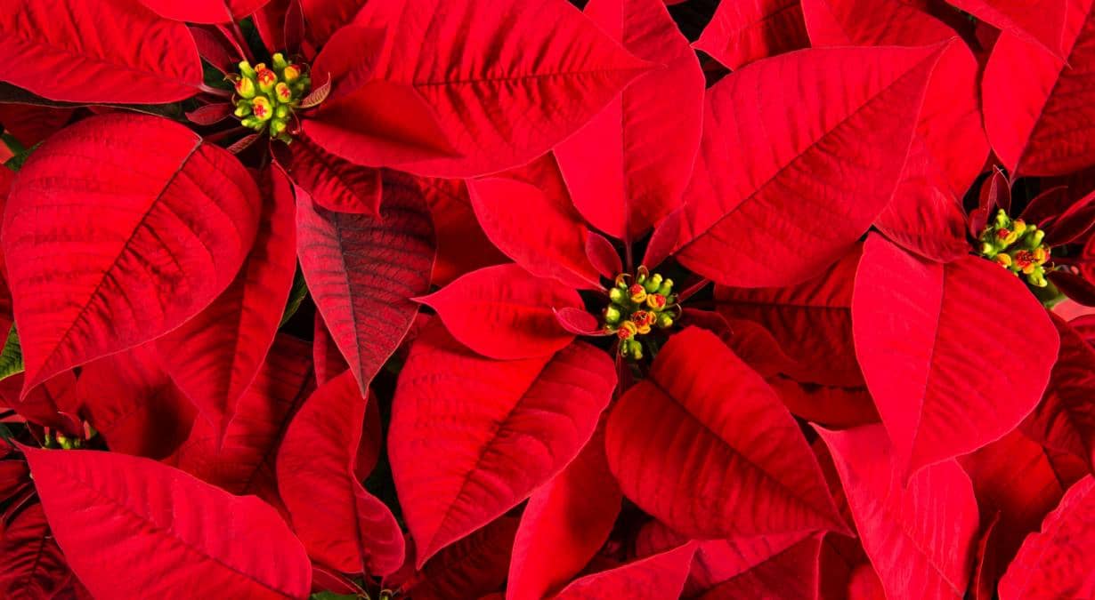 Cómo-hacer-que-la-nochebuena-te-dure-todo-el-año-Mocah.org