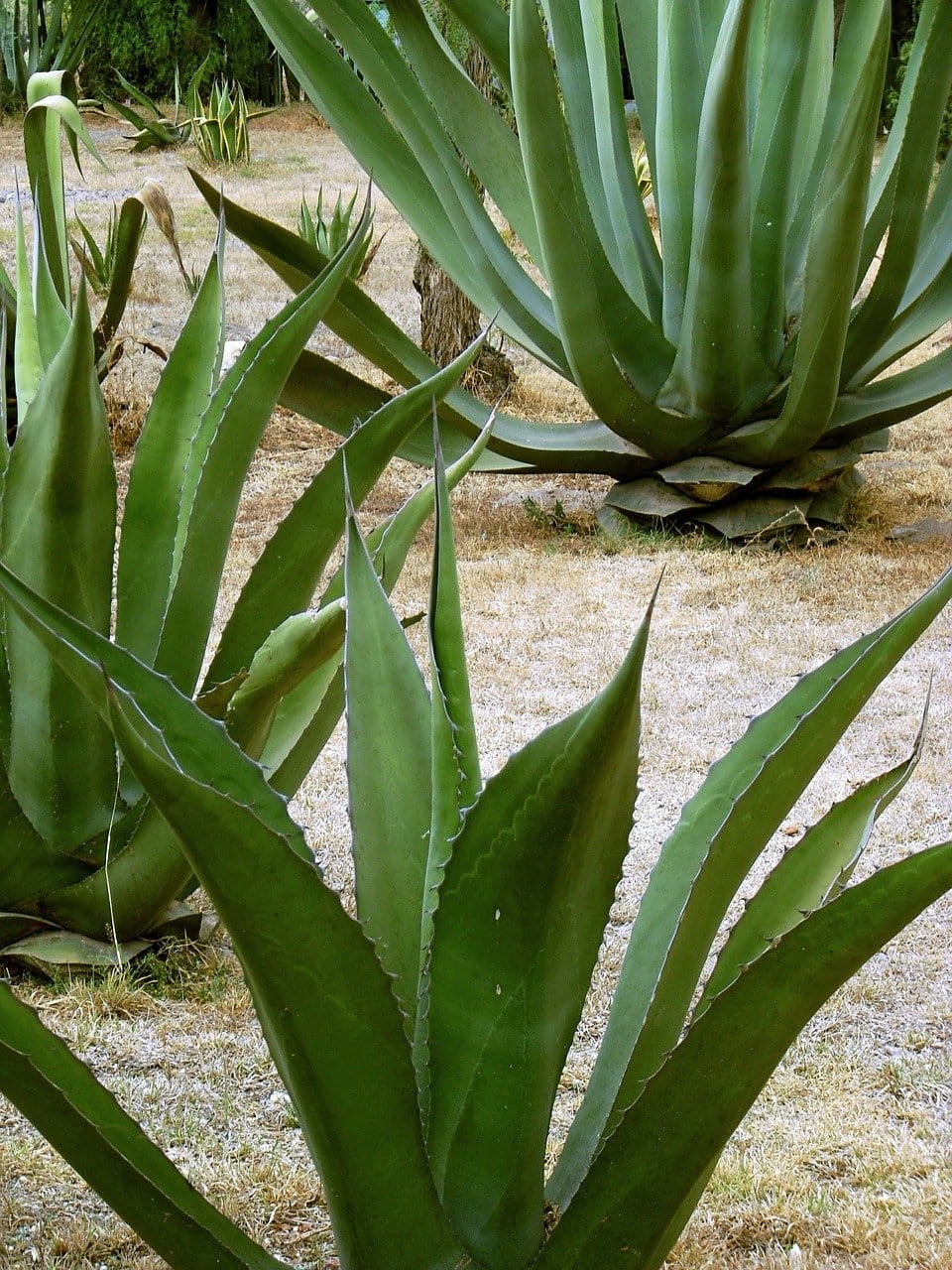 El pan de pulque tiene este nombre debido a su elaboración | Foto: Pixabay