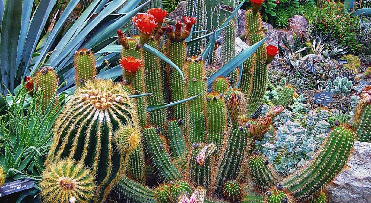 razones-para-no-comprar-cactaceas-ni-otras-plantas-prohibidas-2