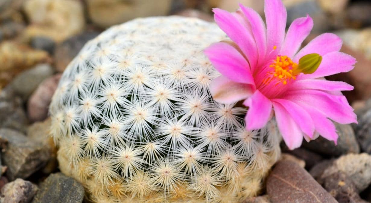 razones-para-no-comprar-cactaceas-ni-otras-plantas-prohibidas-3