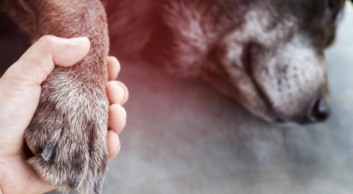Eutanasia-en-animales-Mantener-con-vida-a-tu-mascota