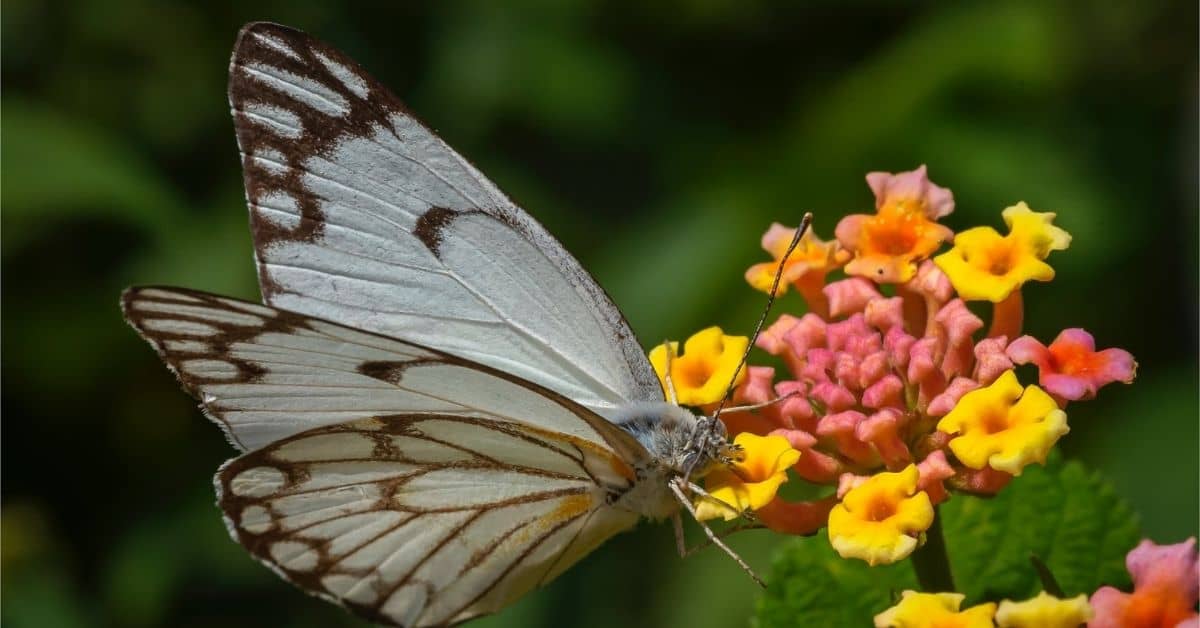 efecto mariposa