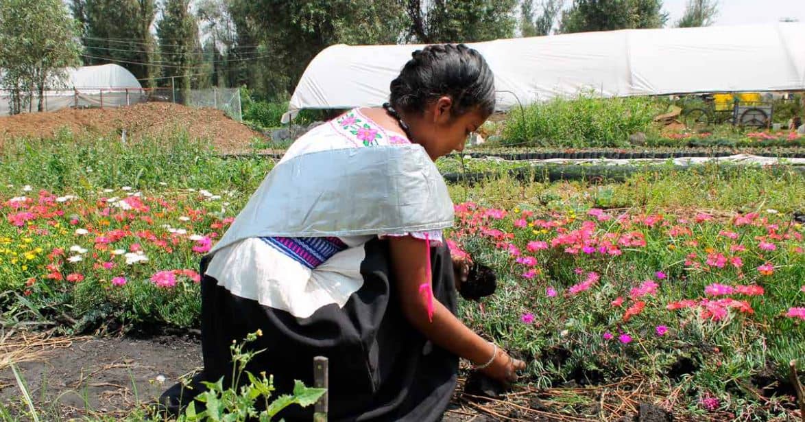 ruta del ajolote en xochimilco tours 1