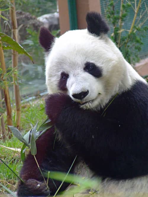 zoologico de chapultepec abierto hoy aragon coyoacan 1