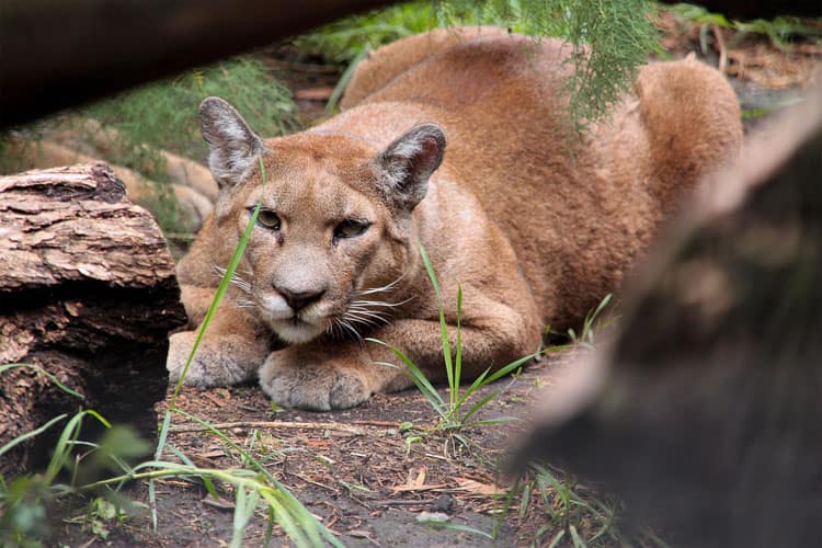 zoologico de chapultepec abierto hoy aragon coyoacan 2