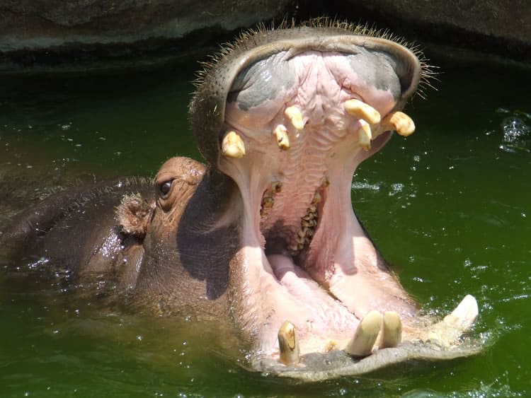 zoologico de chapultepec abierto hoy aragon coyoacan 3