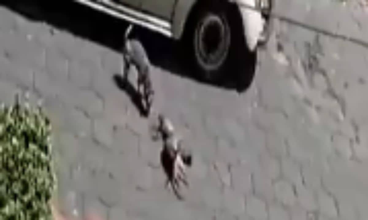 Chihuahua